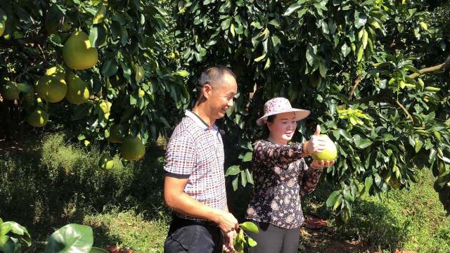 柚农黄小香（右）在镜头前为广东梅州柚·梅县金柚点赞