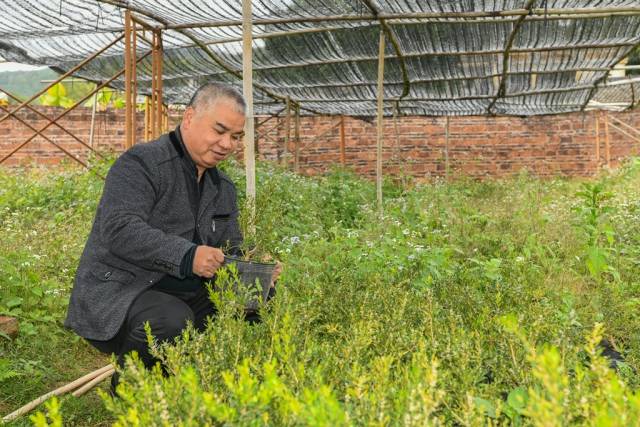 陈文祥正在观察黄杨树苗的生长情况。