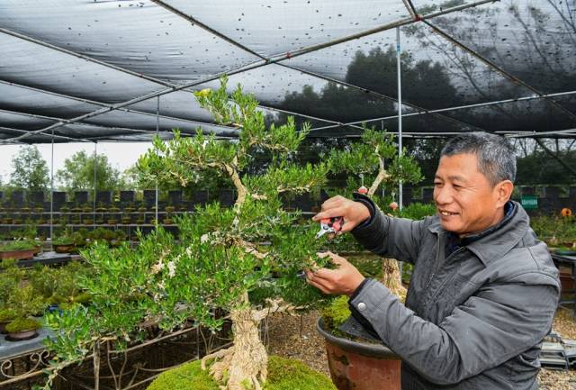 黄杨盆景的修剪造型“秘诀”，可以用“五去五留”来概括。