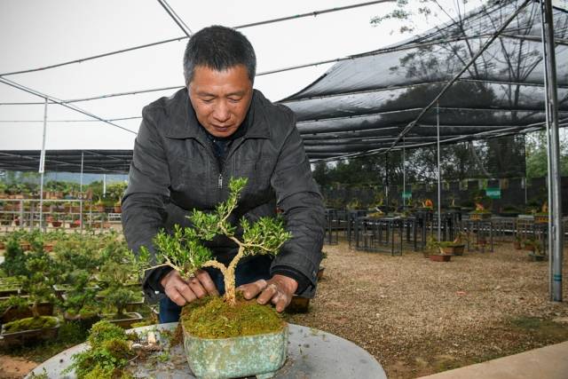 黄干洪正在为黄杨上盆造型。