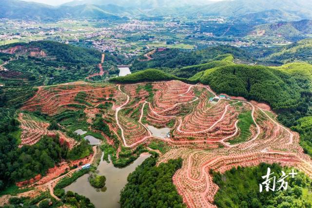 站在山头放眼远眺，扩种的1.35万株柚树苗如星点般散落大山深处。
