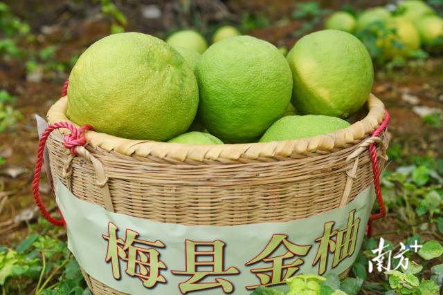 梅县区是全国最大的金柚商品生产基地，是远近闻名的“中国金柚之乡”。