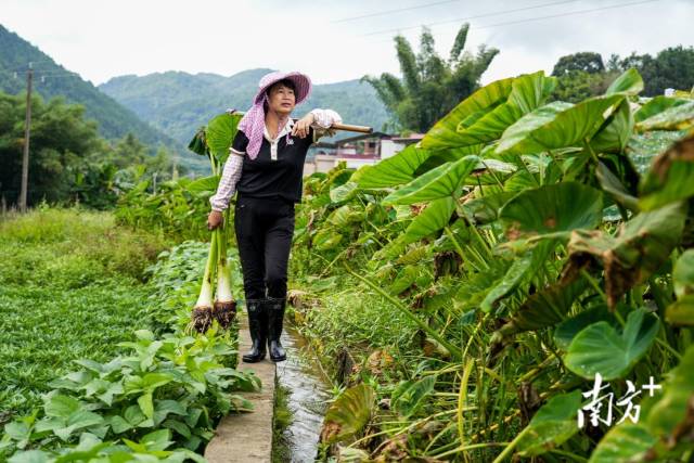农户在芋田间观察槟榔芋生长情况。