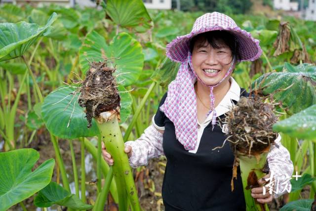 “芋”见丰收，农户笑开颜。