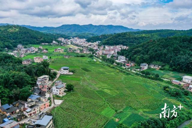 石坑镇百亩槟榔芋长势喜人。