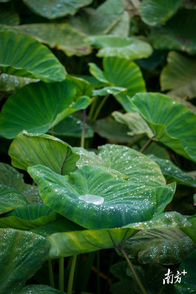 槟榔芋植株亭亭玉立。