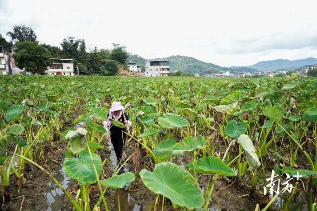 农户检查槟榔芋田灌溉情况。