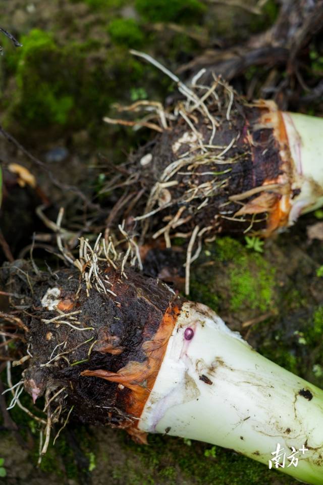 刚采摘的新鲜槟榔芋。