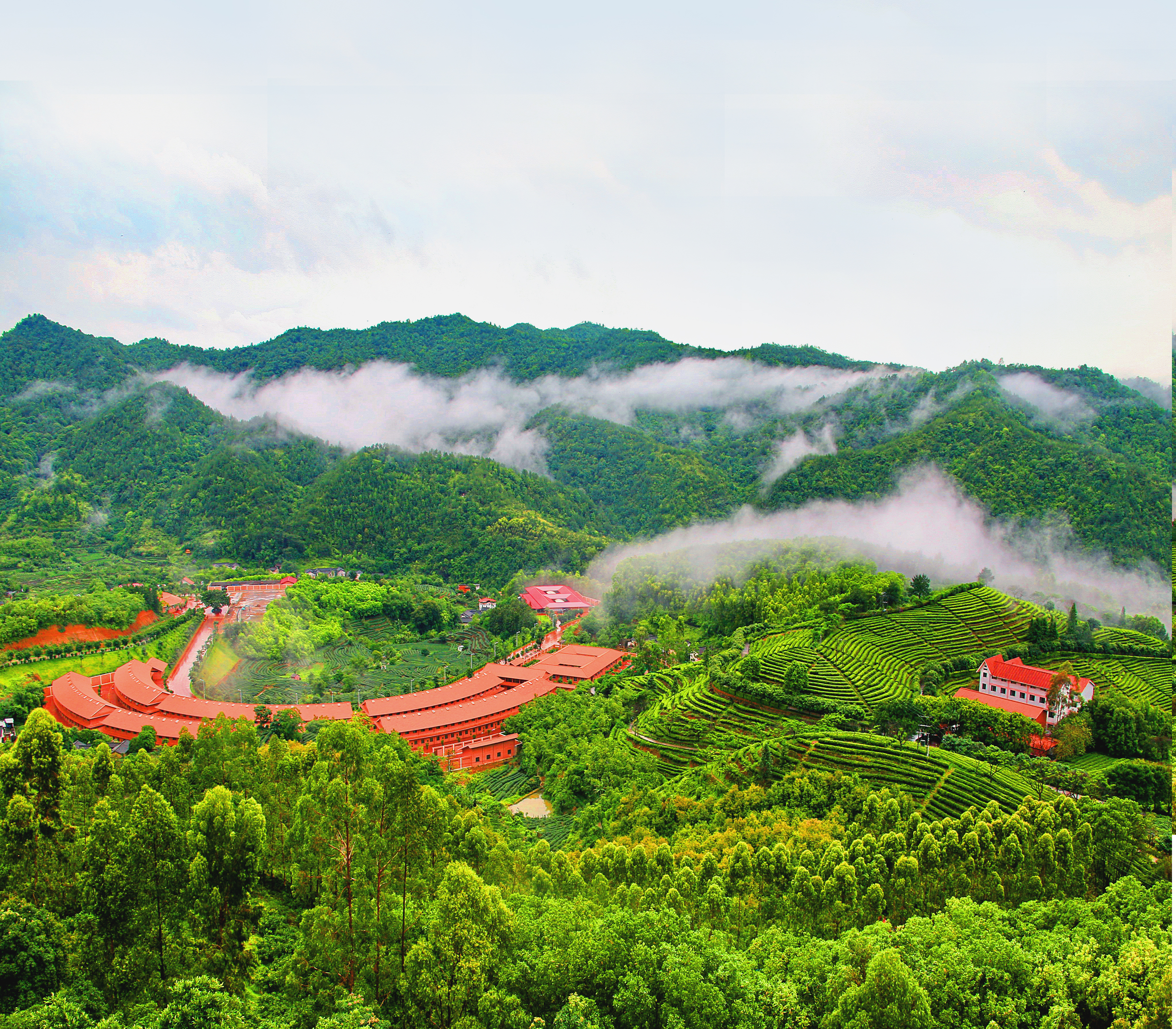 锦绣茶田，满山茶香