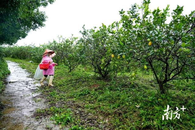 农户在家门口的基地工作既能增加收入又能照顾家里老小。 农户在家门口的基地工作既能增加收入又能照顾家里老小。