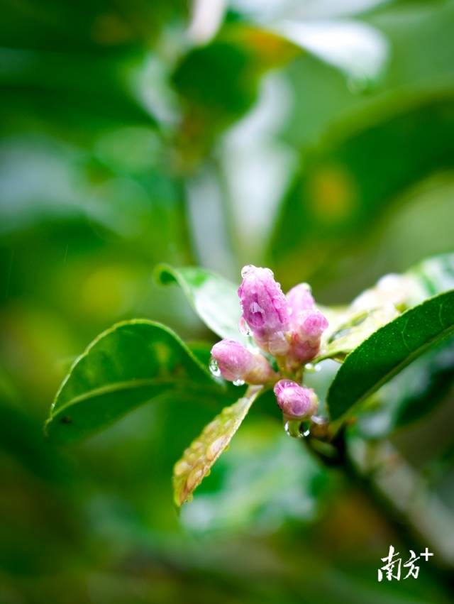 含苞待放的柠檬花。 含苞待放的柠檬花。