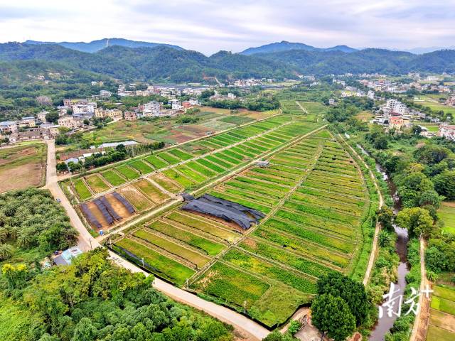 从空中俯瞰,南龙村田块规整、排列有序。