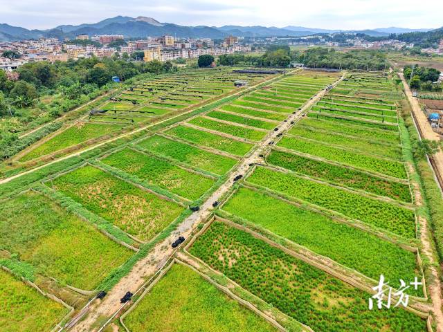 通过全域土地综合整治,南龙村荒地变“宝地”。