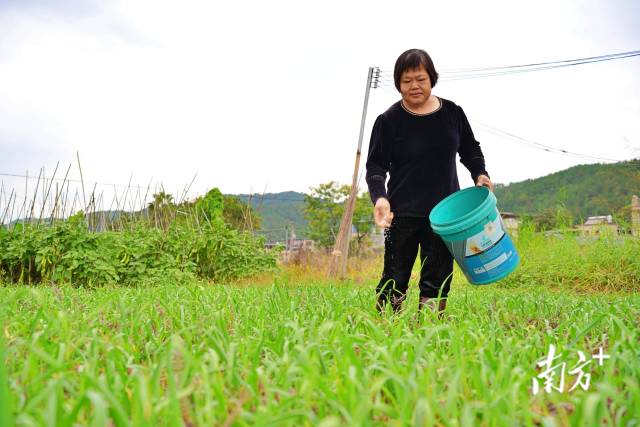 村民发展蔬菜种植增加收入。