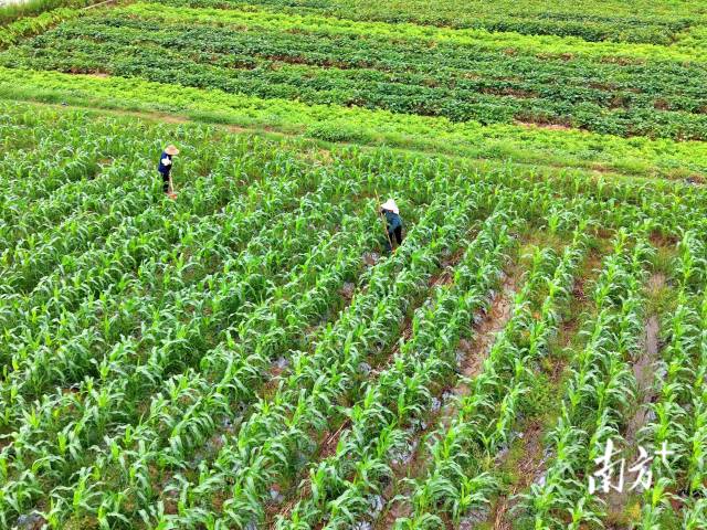 玉米地里,农户们正在劳作。