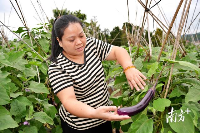 茄子、豆角等蔬菜硕果累累。