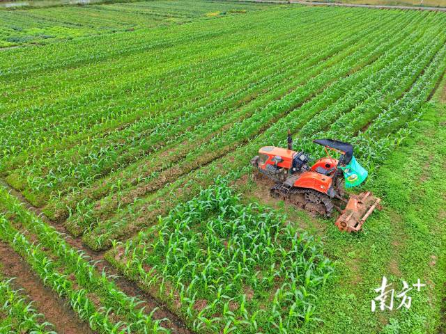 南龙村通过水稻、玉米轮种,提升土地产出效益。