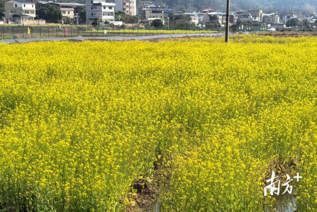 今年春节期间南龙村的油菜花景观。  资料图片